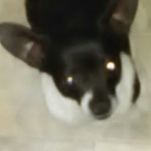 Meet your Posher, Perla